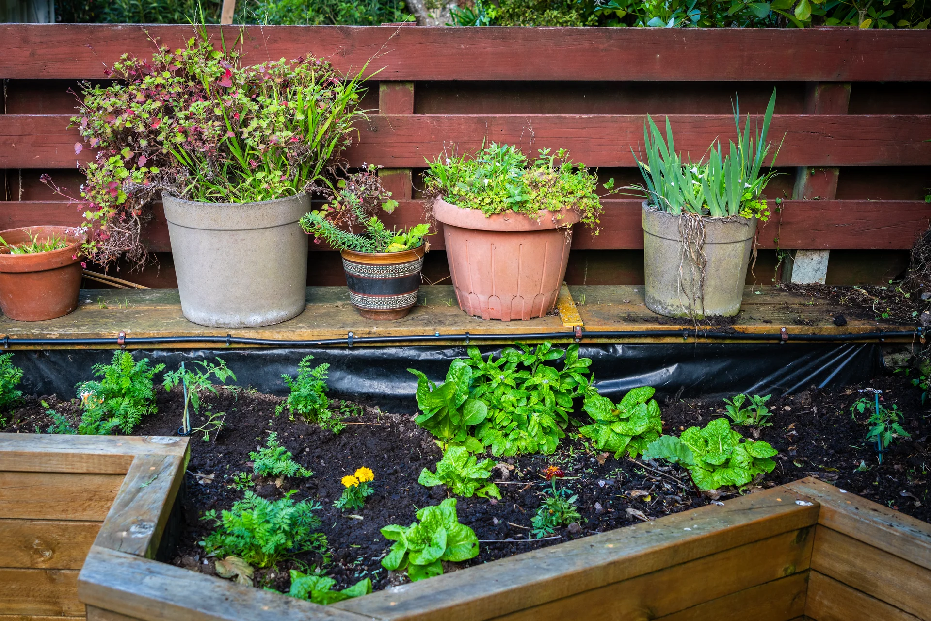 Wellington landscape design - Established garden bed with mixed plantings