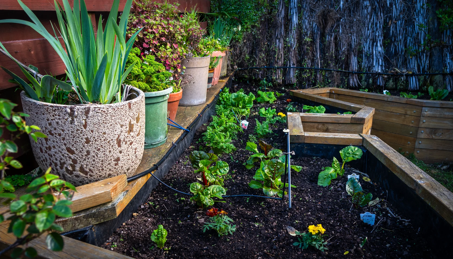 Wellington garden design - Side view of tiered garden beds