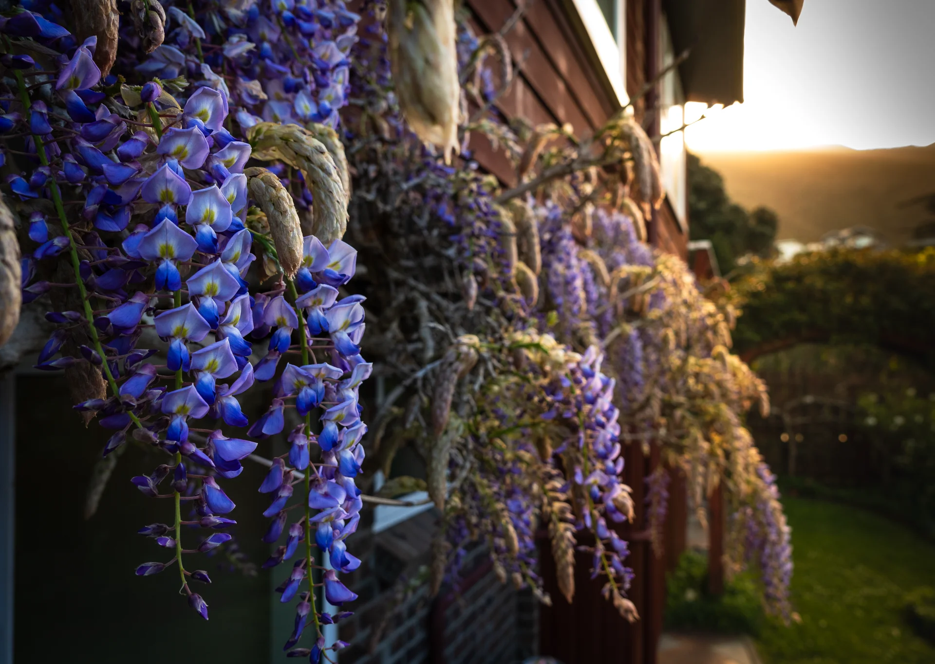 Wellington garden lighting - Purple flowering plants at sunset