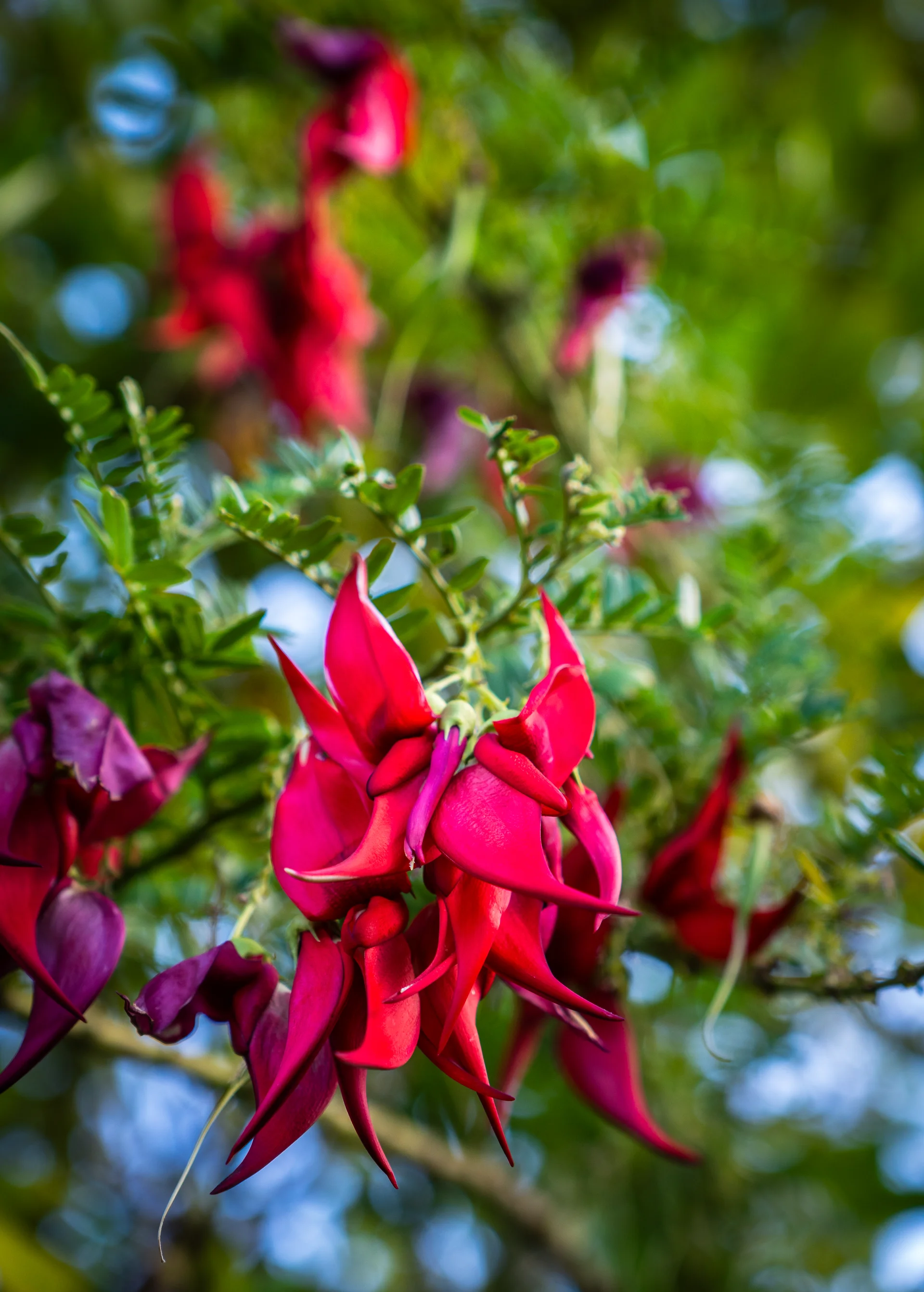 Wellington flowering plants - Bright red blooms in garden