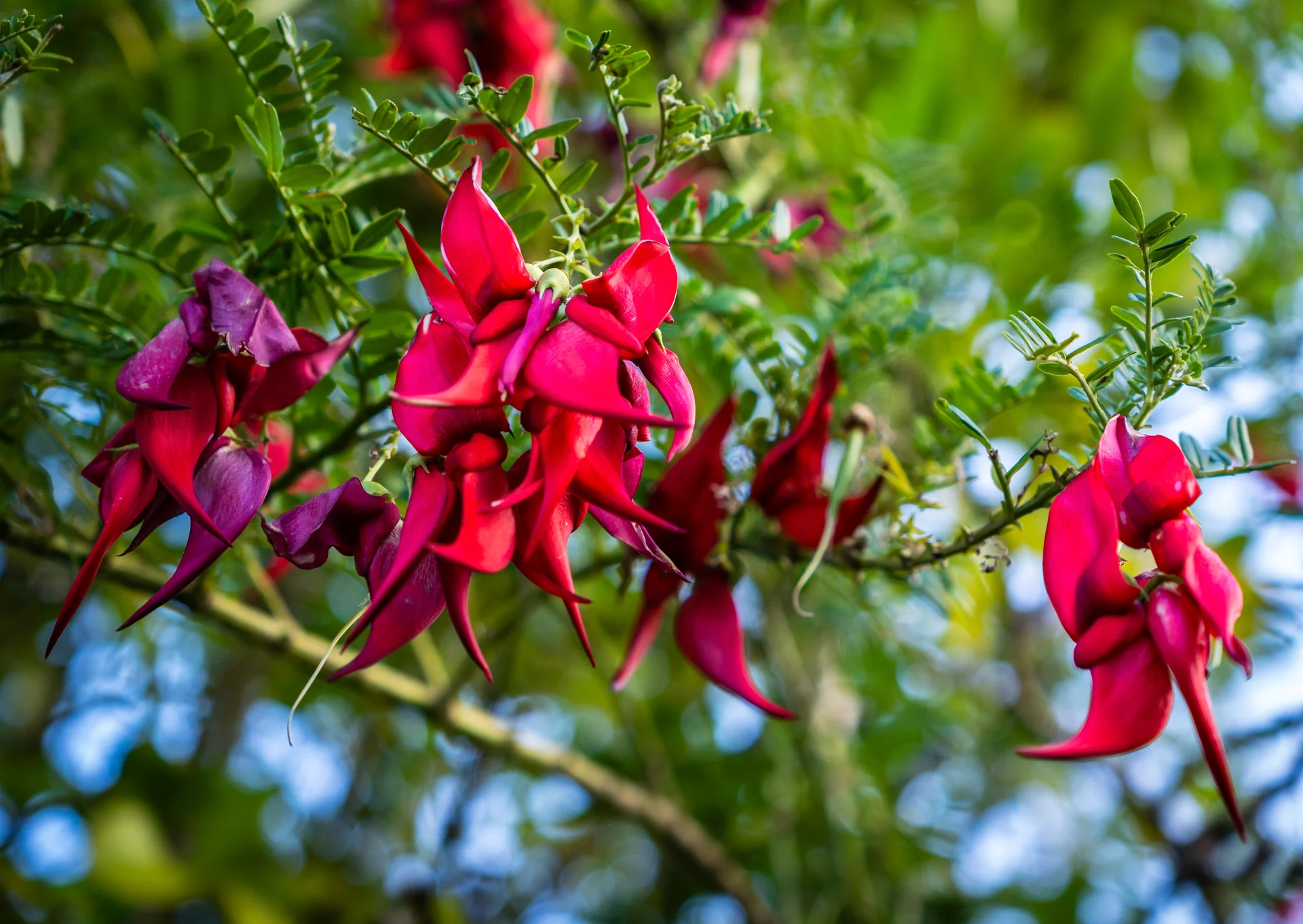 Wellington garden with vibrant red flowering plants - Aloha Gardening maintenance services