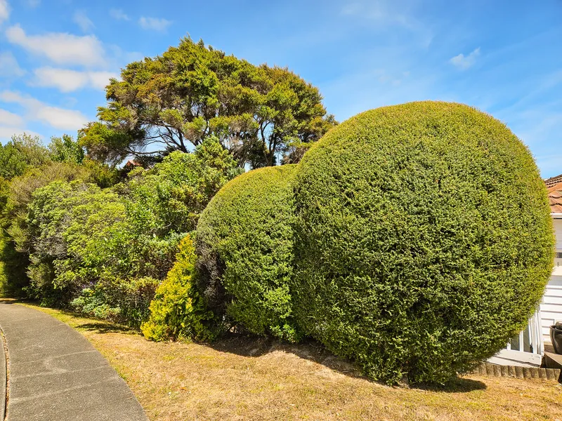 Wellington topiary excellence - Expert topiary shaping creating stunning focal points that enhance the garden's visual appeal.